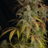 Auto Haze