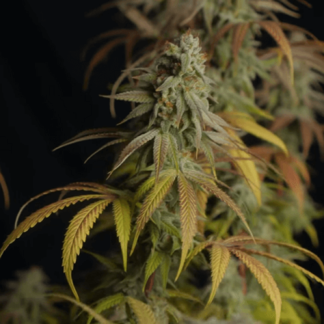 Семена каннабиса Haze Автоцветущие Семена каннабиса Haze Автоцветущие