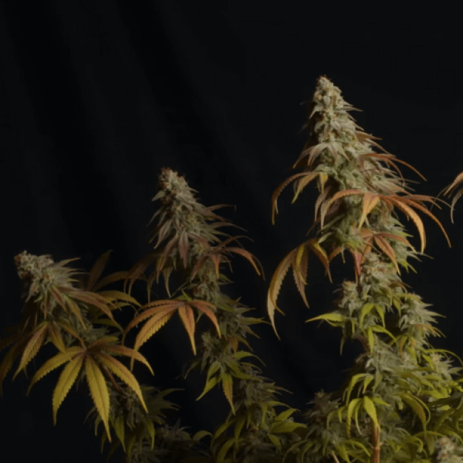 Семена каннабиса Haze Автоцветущие