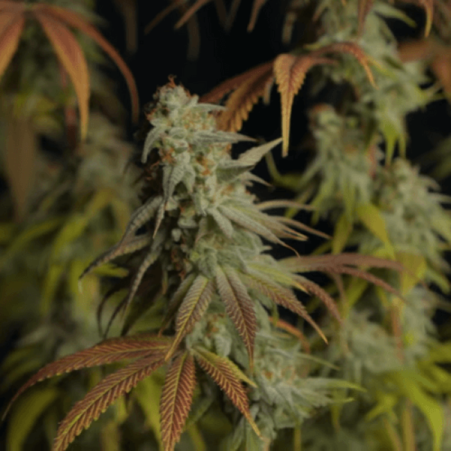 Семена каннабиса Haze Автоцветущие