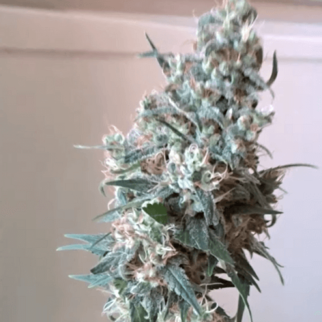 Насіння конопель Auto Heavy Bud Feminised