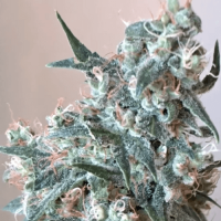 Auto Heavy Bud Feminised