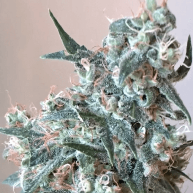 Насіння конопель Auto Heavy Bud Feminised