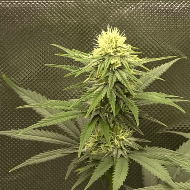 Насіння конопель Auto Jack Herer Feminised