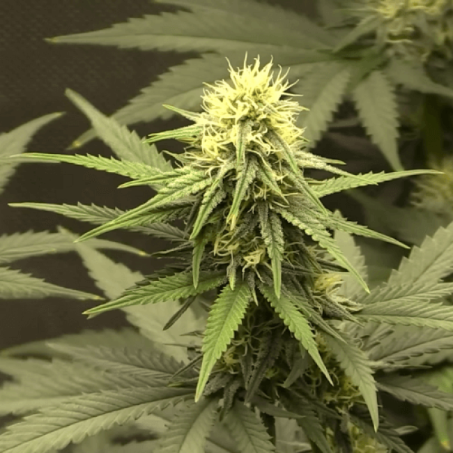 Насіння конопель Auto Jack Herer Feminised