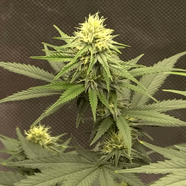 Насіння конопель Auto Jack Herer Feminised