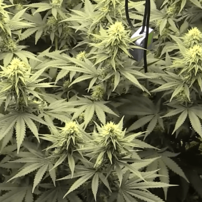 Насіння конопель Auto Jack Herer Feminised