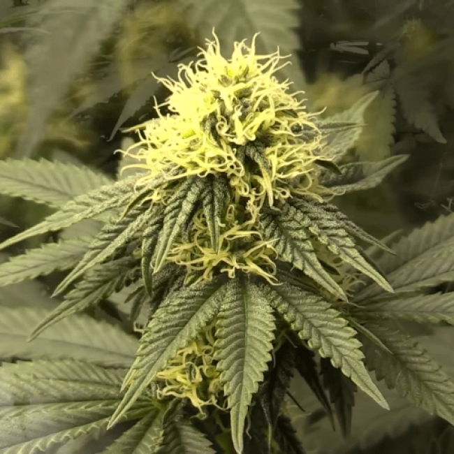 Насіння конопель Auto Jack Herer Feminised