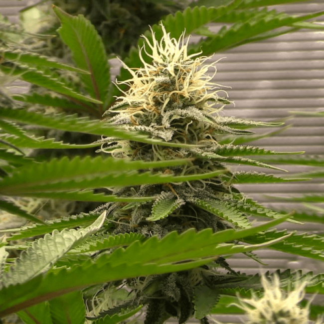 Auto Kaya-47 Feminised