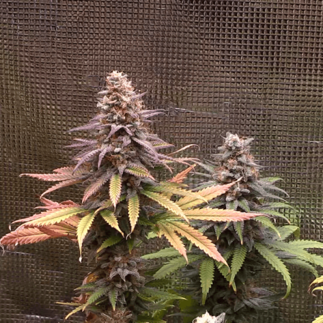 Auto Kaya-47 Feminised