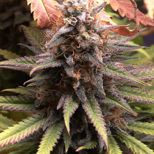 Auto Kaya-47 Feminised
