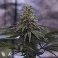 Auto Kaya Gold