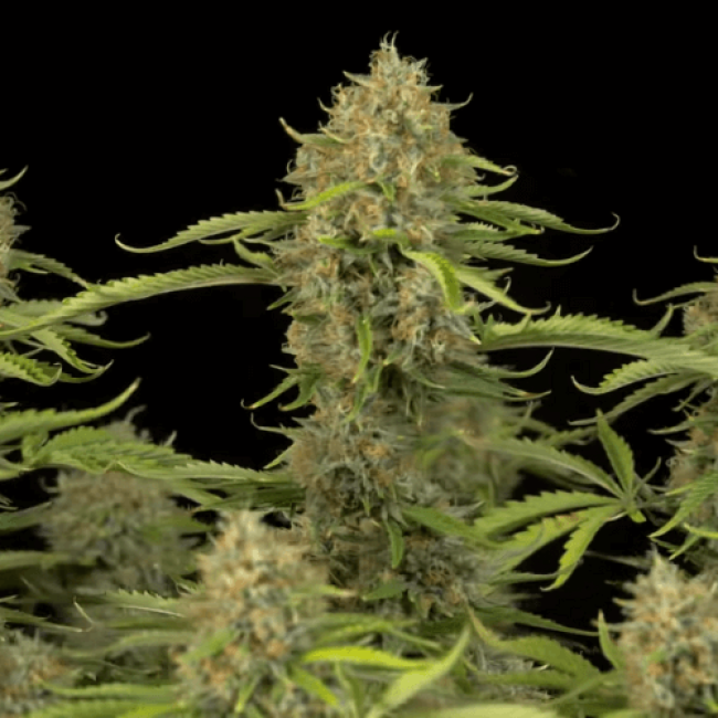 Семена конопли Auto Kush