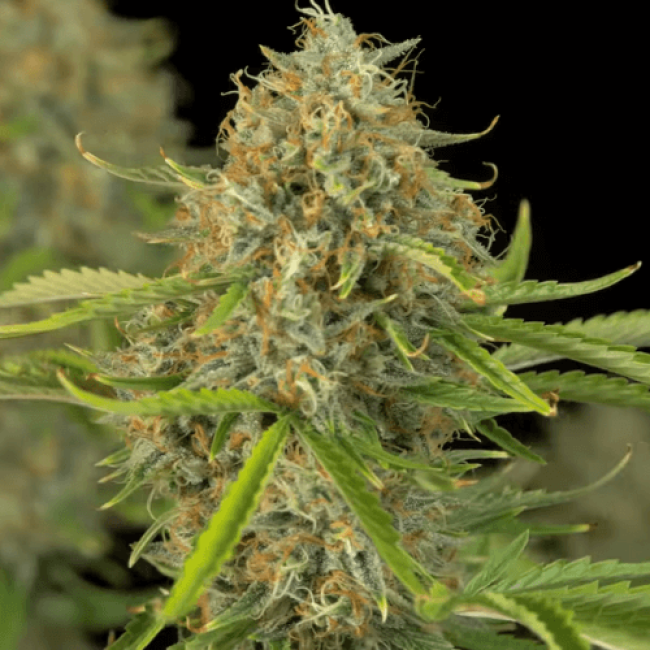 Семена конопли Auto Kush Семена конопли Auto Kush