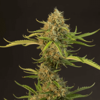 Auto La Blanca Gold