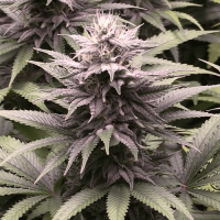 Auto Lemon Feminised