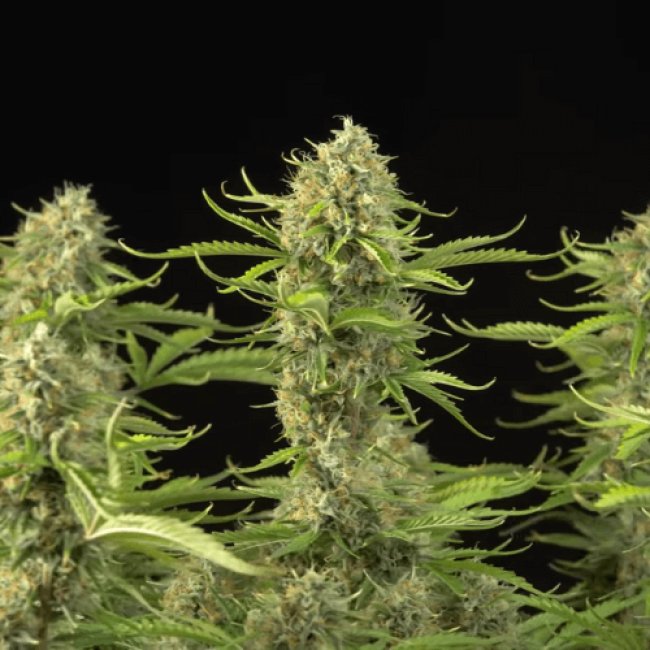 Семена конопли Auto Lemon Skunk