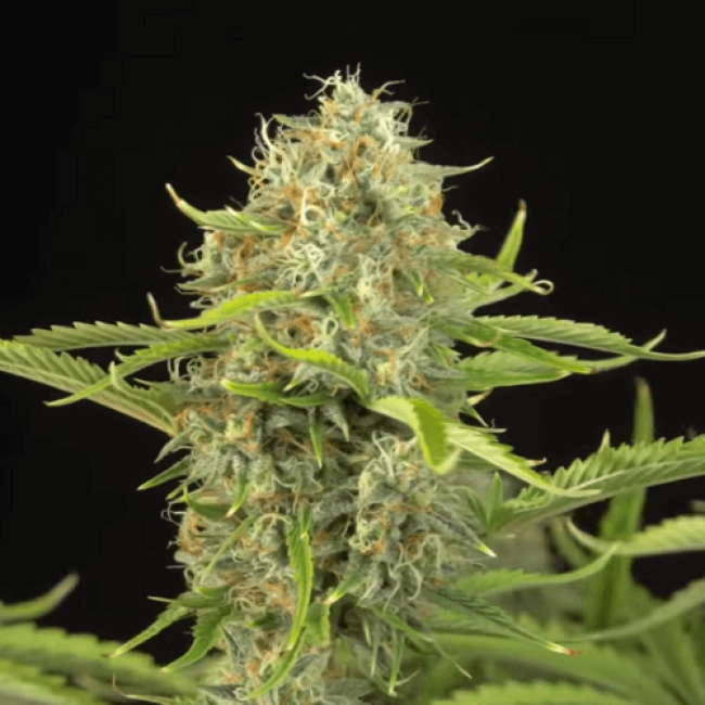 Семена конопли Auto Lemon Skunk