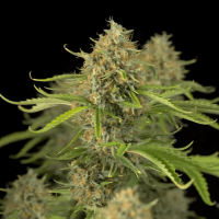 Іспанські насіння Auto Lemon Skunk