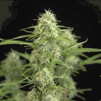 Auto Lemon