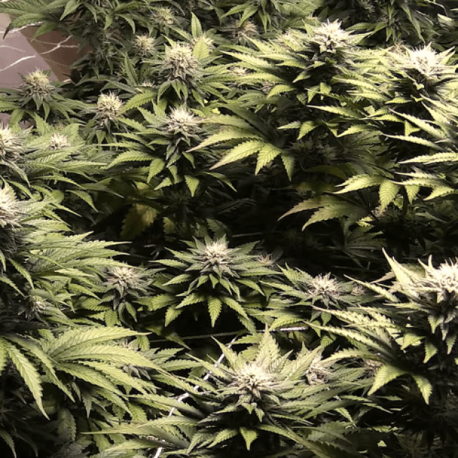 Auto Little-Cheese Fem
