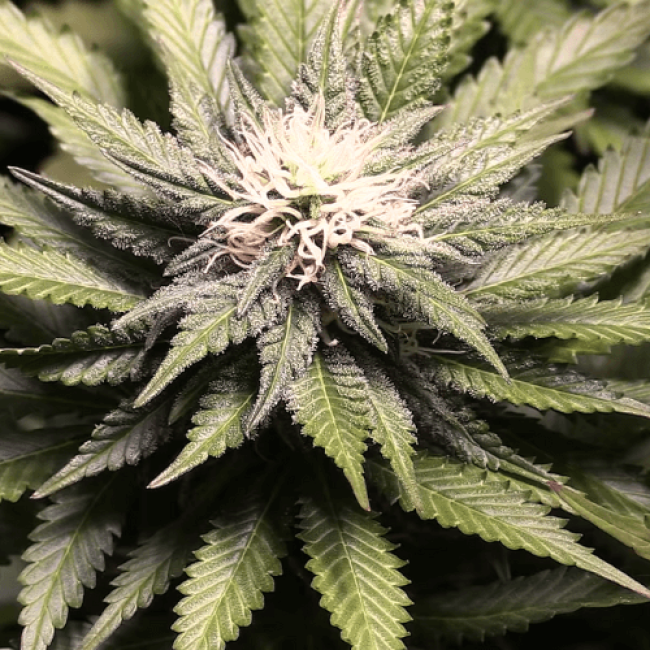 Auto Little-Cheese Fem