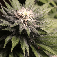 Auto Little Cheese Fem