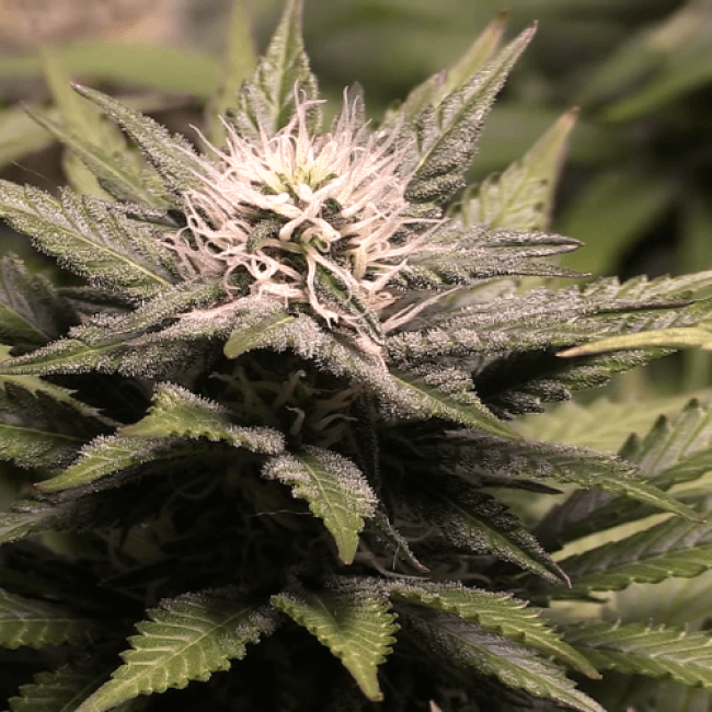 Auto Little-Cheese Fem