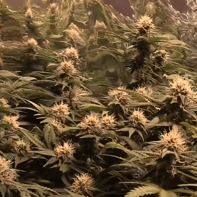 Auto Little-Cheese Fem