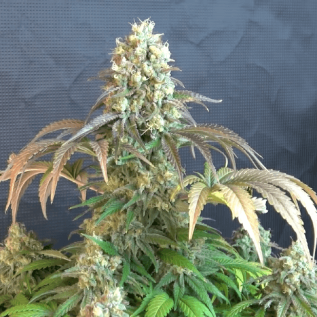 Auto Malana Bomb Fem
