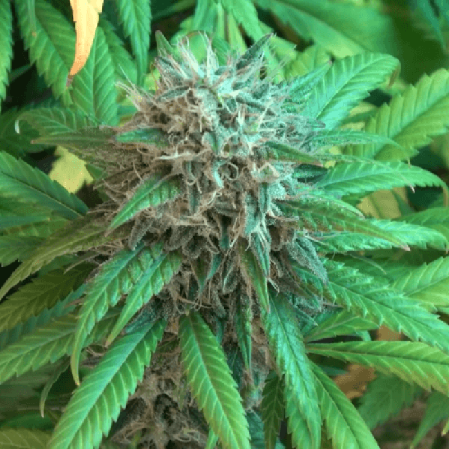 Auto Malana Bomb Fem