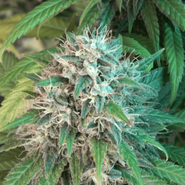 Auto Malana Bomb Fem