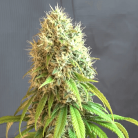 Auto Malana Bomb Fem
