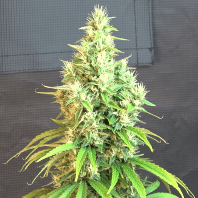 Auto Malana Bomb Fem