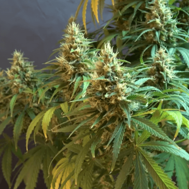 Auto Malana Bomb Fem
