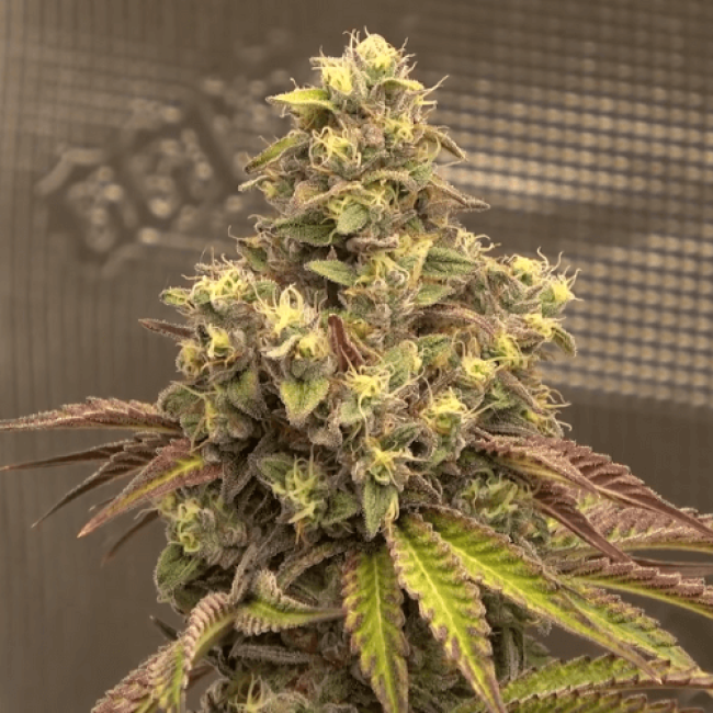 Auto Malana Bomb Fem
