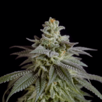 Auto Moby Dick