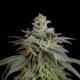 Auto Moby Dick