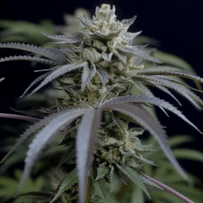 Насіння конопель Auto Moby Dick