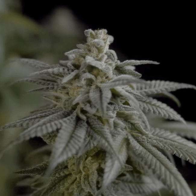 Насіння конопель Auto Moby Dick