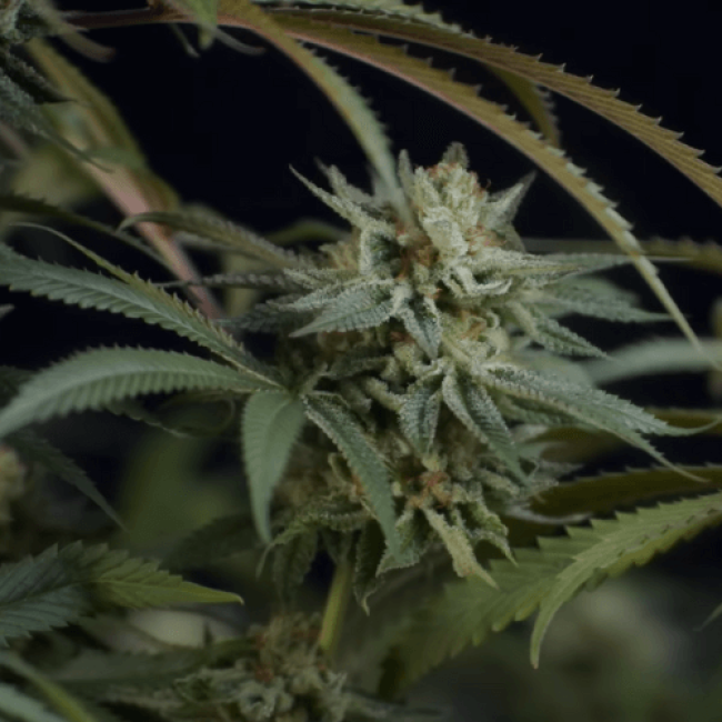 Auto Nefertiti