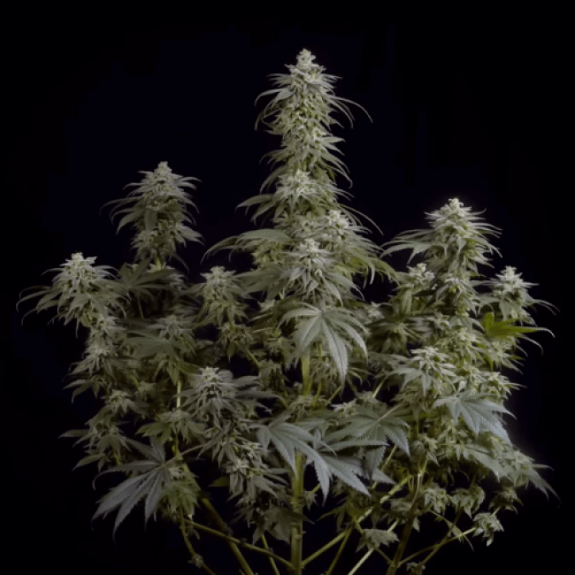 Auto Nefertiti