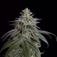 Auto Nefertiti