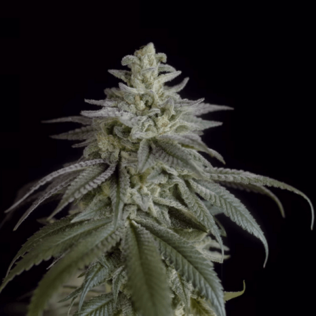 Auto Nefertiti