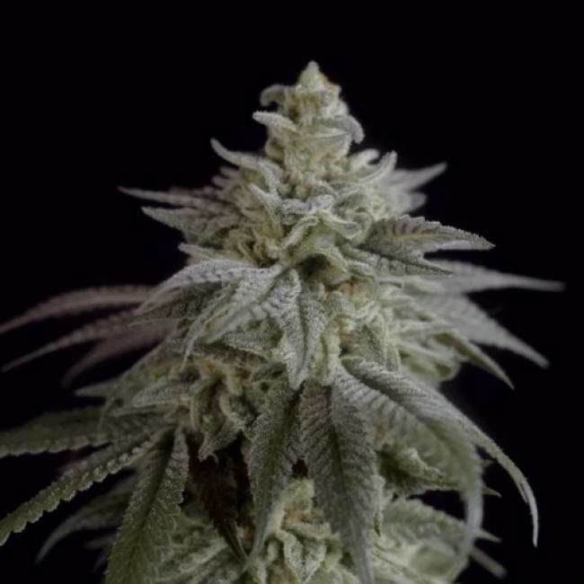 Auto Nefertiti