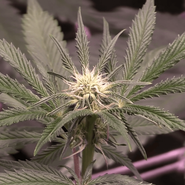 Auto Northern Lights Fem