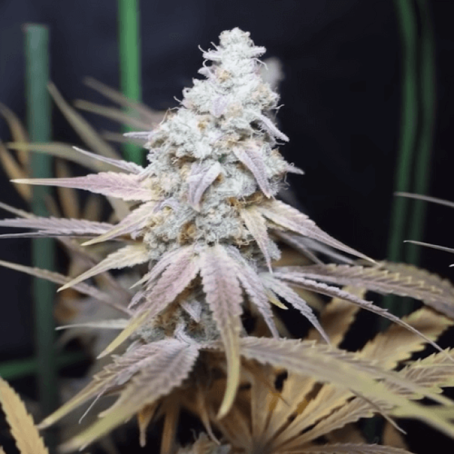 Auto Northern Lights Fem