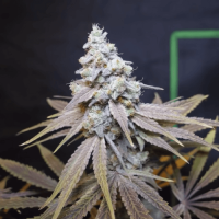 Auto Northern Lights Fem