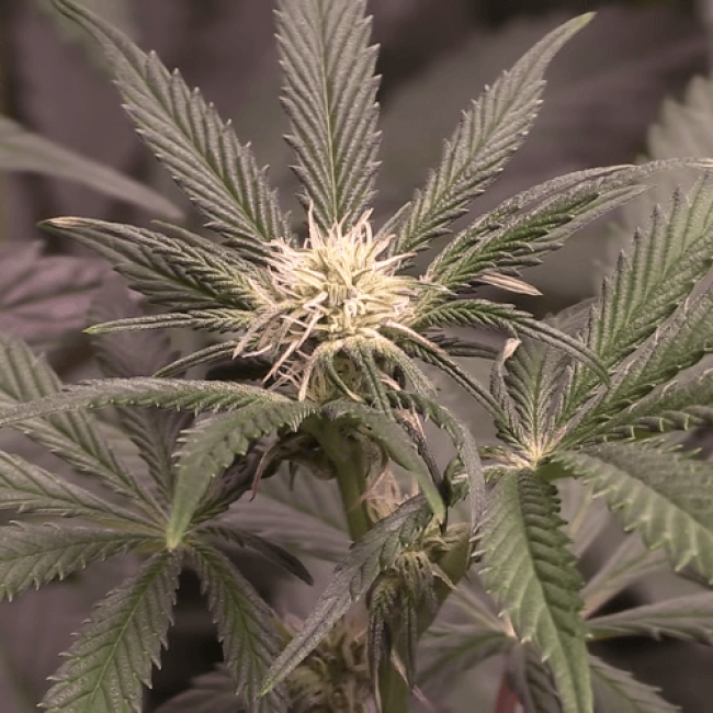 Auto Northern Lights Fem