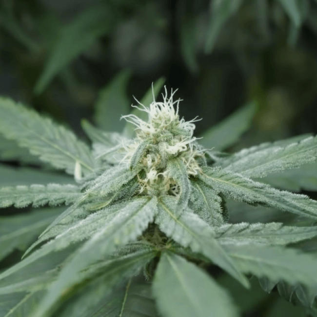 Auto Northern Lights Fem